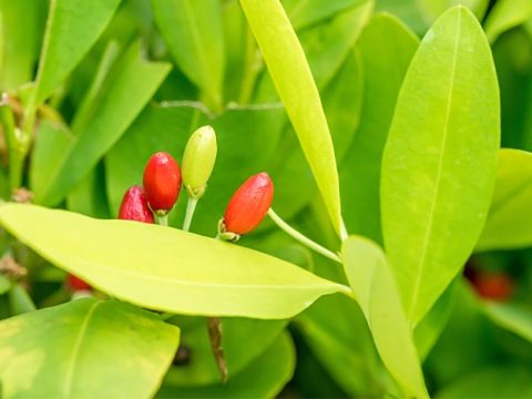 Coca leaves are not the same thing that Chloridrate of Cocaine