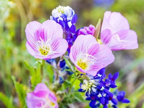 Evening Primrose