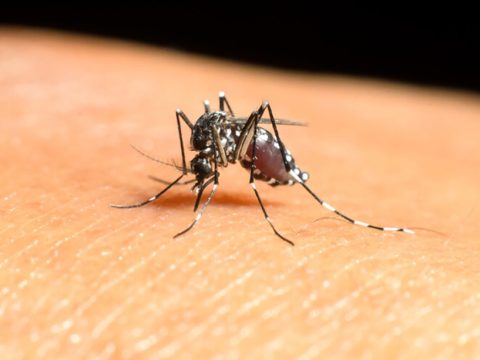 What You Should Know About West Nile Virus