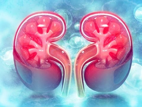 A Lite Look at Your Kidney Function (And Why It Matters!)