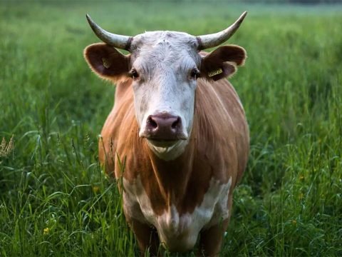 Mad Cow Disease Revisited