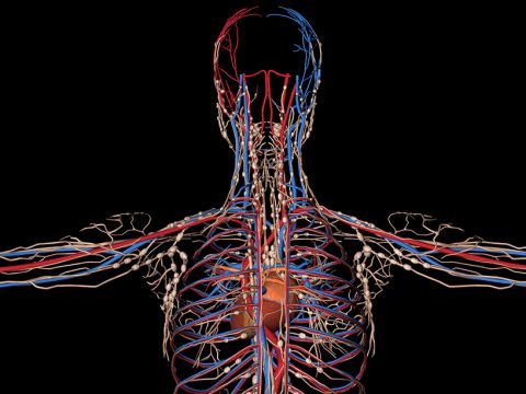 Peripheral Vascular Care: What is the Emerging Opportunity