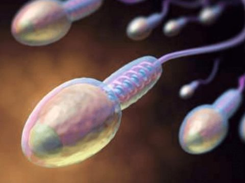 Factors That Will Affect Sperm Health