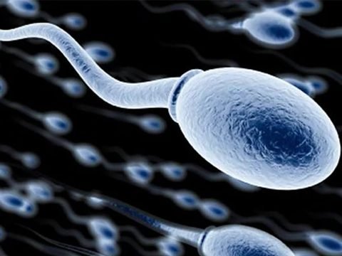 Men and Sperm Health