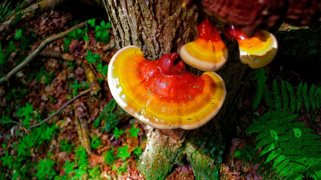 The Power of Ganoderma in Oriental Medicine