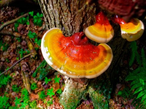 The Power of Ganoderma in Oriental Medicine